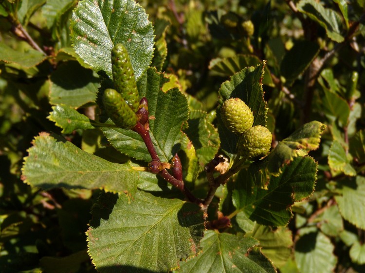 Alnus viridis / Ontano verde